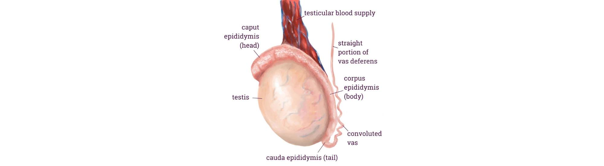 anatomy of testis